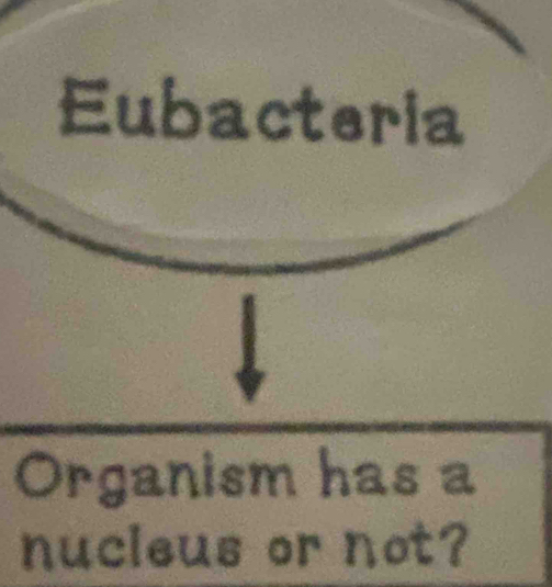 Eubacteria 
Organism has a 
nucleus or not?