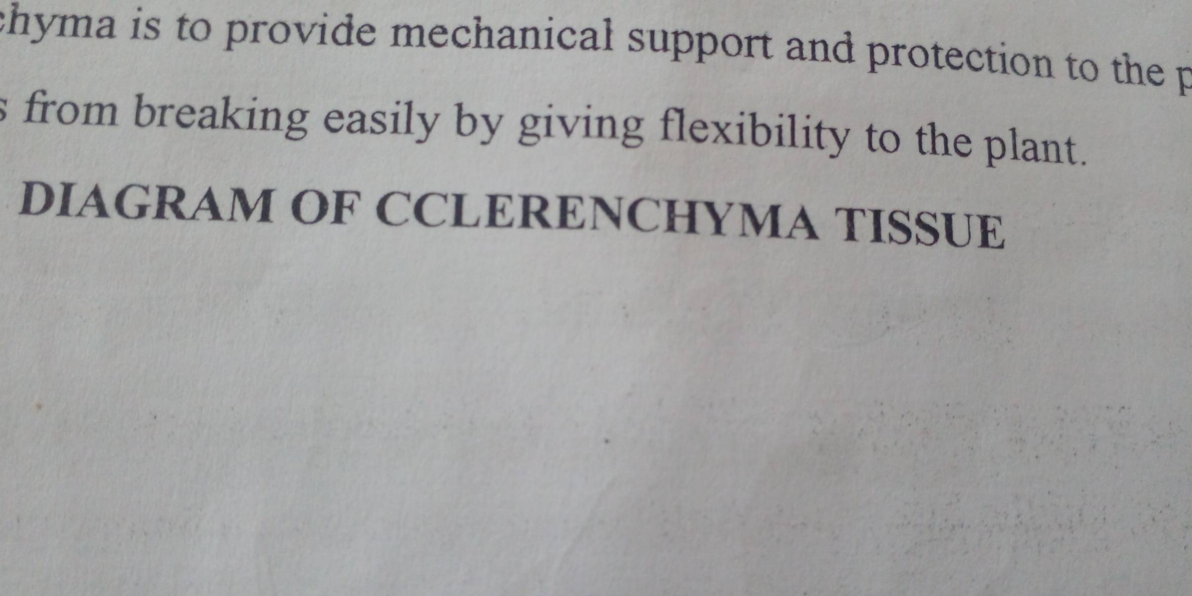 chyma is to provide mechanical support and protection to the p 
s from breaking easily by giving flexibility to the plant. 
DIAGRAM OF CCLERENCHYMA TISSUE