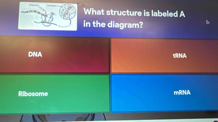 Solved: What structure is labeled A in the diagram? DNA tRNA Ribosome ...