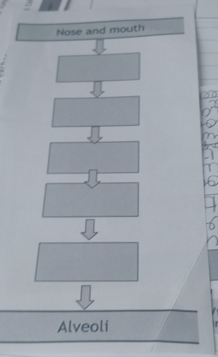 Nose and mouth 
Alveoli