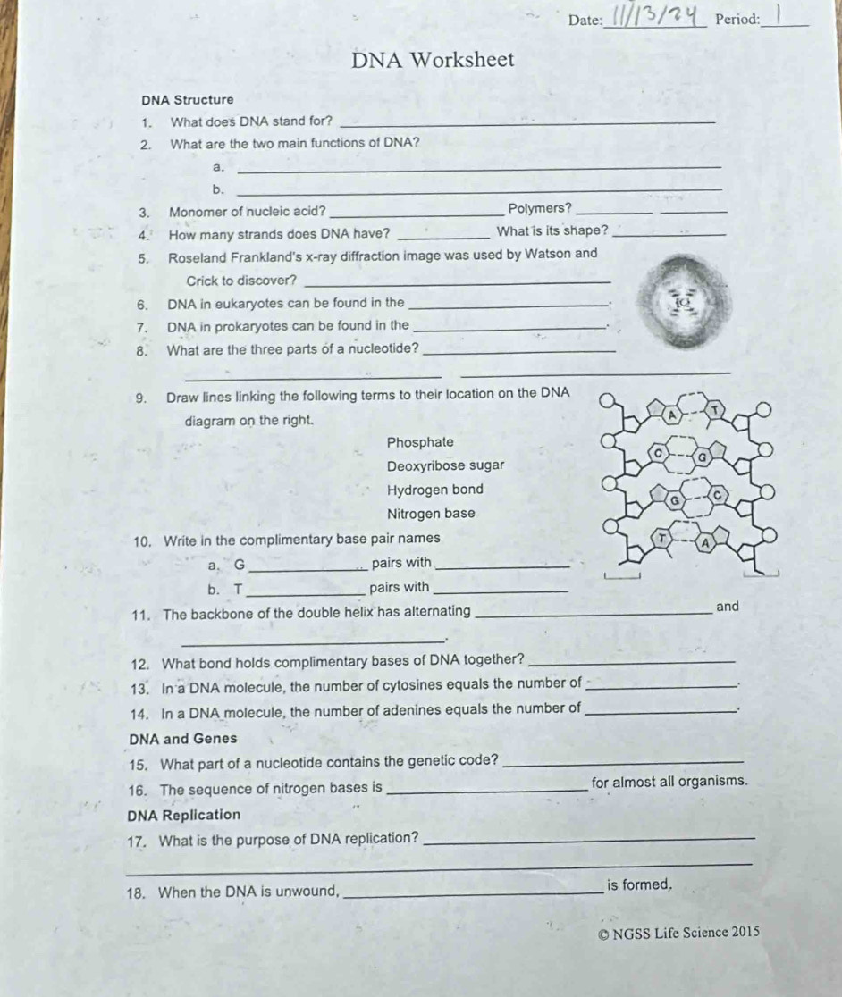 Date:_ Period:_ 
DNA Worksheet 
DNA Structure 
1. What does DNA stand for?_ 
2. What are the two main functions of DNA? 
a._ 
b._ 
3. Monomer of nucleic acid? _Polymers?_ 
4. How many strands does DNA have? _What is its shape?_ 
5. Roseland Frankland's x -ray diffraction image was used by Watson and 
Crick to discover?_ 
6. DNA in eukaryotes can be found in the_ 
7. DNA in prokaryotes can be found in the_ 
8. What are the three parts of a nucleotide?_ 
_ 
_ 
9. Draw lines linking the following terms to their location on the DNA 
diagram on the right. 
Phosphate 
Deoxyribose sugar 
Hydrogen bond 
Nitrogen base 
10. Write in the complimentary base pair names 
a、G_ pairs with_ 
b. T_ pairs with_ 
11. The backbone of the double helix has alternating_ 
and 
_. 
12. What bond holds complimentary bases of DNA together?_ 
13. In a DNA molecule, the number of cytosines equals the number of_ 
14. In a DNA molecule, the number of adenines equals the number of _. 
DNA and Genes 
15. What part of a nucleotide contains the genetic code?_ 
16. The sequence of nitrogen bases is _for almost all organisms. 
DNA Replication 
17. What is the purpose of DNA replication?_ 
_ 
18. When the DNA is unwound, _is formed. 
© NGSS Life Science 2015