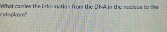 What carries the information from the DNA in the nucleus to the 
cytoplasm?