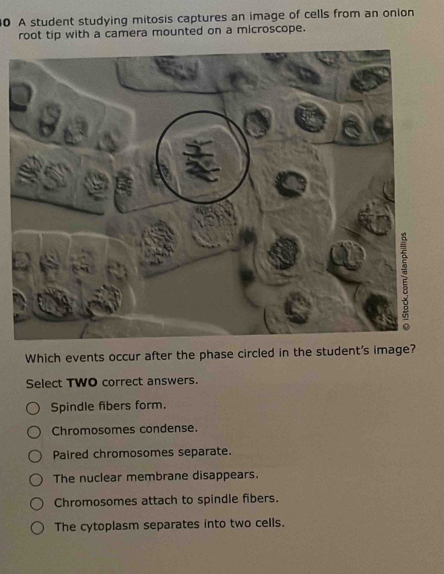 Onion Cell Mitocis Answer Key | TikTok, image size:896x1158