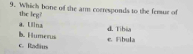 Which bone of the arm corresponds to the femur of
the leg?
a. Ulna
d. Tibia
b. Hurerus
e. Fibula
c. Radius