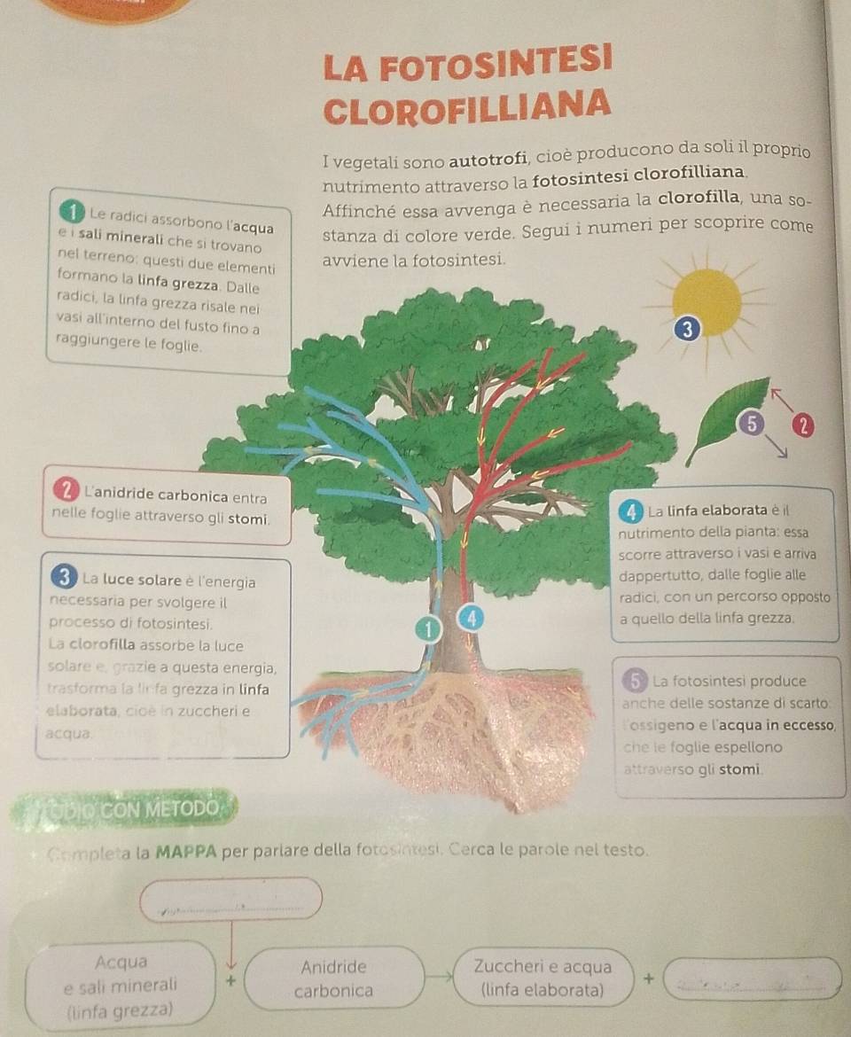 LA FOTOSINTESI 
CLOROFILLIANA 
I vegetali sono autotrofi, cioè producono da soli il proprio 
nutrimento attraverso la fotosintesi clorofilliana. 
Affinché essa avvenga è necessaria la clorofilla, una so- 
1 Le radici assorbono l'acqua stanza di colore verde. Segui i numeri per scoprire come 
e i sali minerali che si trovano 
nel terreno: questi due elementi 
avviene la fotosintesi. 
formano la linfa grezza. Dalle 
radici, la linfa grezza risale nei 
vasi all interno del fusto fino a 
3 
raggiungere le foglie. 
5 
2 Lanidride carbonica entra 
nelle foglie attraverso gli stomi. La linfa elaborata è il 
nutrimento della pianta: essa 
scorre attraverso i vasi e arriva 
3 La luce solare è l'energia dappertutto, dalle foglie alle 
necessaria per svolgere il radici, con un percorso opposto 
processo di fotosintesi. a quello della linfa grezza. 
La clorofilla assorbe la luce 
solare e, grazie a questa energia, 
trasforma la linfa grezza in linfa 
5 La fotosintesi produce 
elaborata, cioè in zuccheri e anche delle sostanze di scarto 
lossigeno e l'acqua in eccesso, 
acqua. 
che le foglie espellono 
attraverso gli stomi. 
ODIO CON METODO 
Completa la MAPPA per parlare della fotosintesi. Cerca le parole nel testo. 
_ 
Acqua Anidride Zuccheri e acqua + 
e sali minerali + carbonica (linfa elaborata)_ 
(linfa grezza)