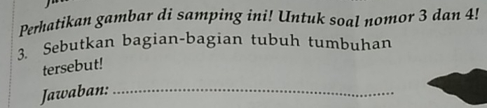 Perhatikan gambar di samping ini! Untuk soal nomor 3 dan 4! 
3. Sebutkan bagian-bagian tubuh tumbuhan 
tersebut! 
Jawaban:_