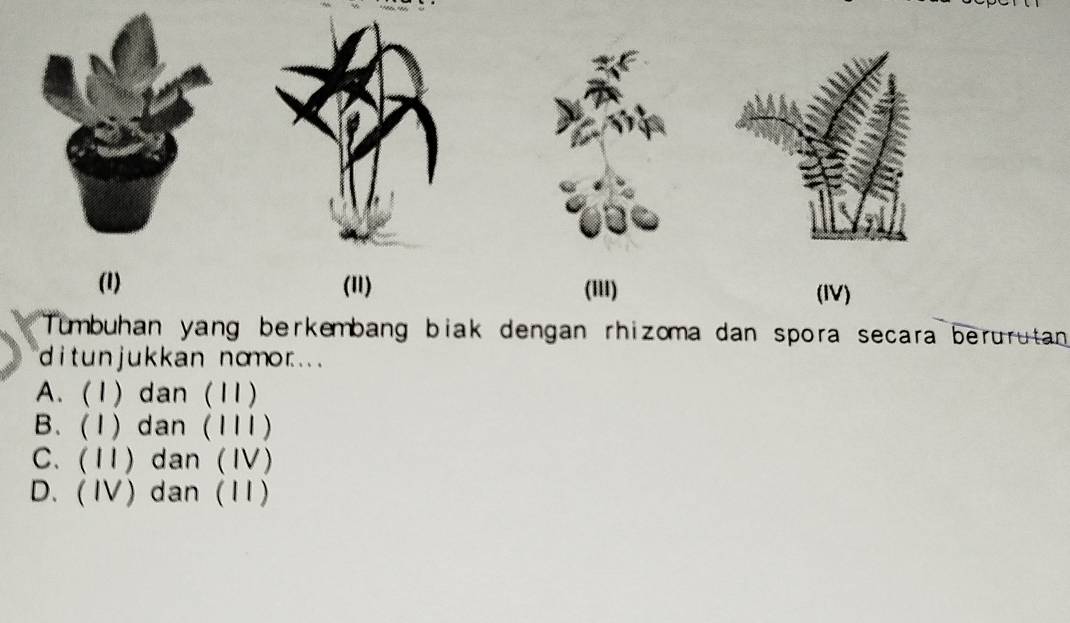 (1) (1) ('II) (IV)
Tumbuhan yang berkembang biak dengan rhizoma dan spora secara berurutan
ditunjukkan nomor..
A. (1) dan (11)
B. (1) dan (111)
C. (11) dan (Ⅳ)
D. (IV)dan (11)