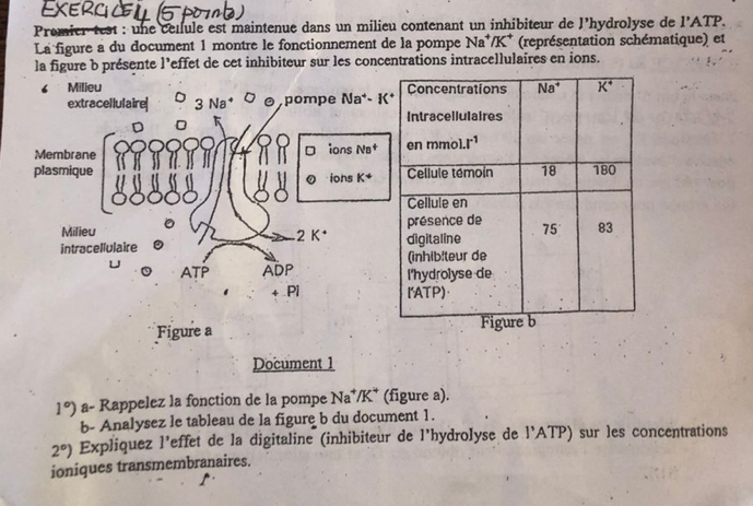 Premier test : une cellule est maintenue dans un milieu contenant un inhibiteur de l’hydrolyse de 1'ATP
La figure a du document 1 montre le fonctionnement de la pompe Na^+/K^+ (représentation schématique) et
la figure b présente l’effet de cet inhibiteur sur les concentrations intracellulaires en ions.
‘ Milieu 
extracellulaire| 3Na^+O pompe Na^+-K^+
Membrane 
D ions Na^+
plasmique 
。 ions K^+
Milieu
2K^(·)
intracellulaire 
ATP ADP 
Pi 
Figure a 
Document 1
1°) a- Rappelez la fonction de la pompe Na^+/K^+ (figure a).
b- Analysez le tableau de la figure b du document 1.
2°) Expliquez l'effet de la digitaline (inhibiteur de l'hydrolyse de l'ATP) sur les concentrations
ioniques transmembranaires.