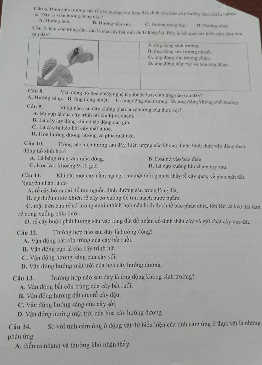 Cầu 6. Dinh sinh trưởng của rễ cây hướng vào lòng đất, đình của thân cây hướng theo chiều ngược
lại. Đây là kiểu hướng động nào?
A. Hướng hoá B. Hướng tiếp xức C. Hướng trọng lực D. Hướng sáng
Cầu 7, Khi côn trùng đậu vào là của cây bắt ruồi thì là khép lại. Đây là kết quả của kiểu cảm ứng nào
sau dây?
cây nghệ tây thuộc loại cảm ứng nào sau đây?
A. Hướng sảng. B. ứng động nhiệt. C. ứng động sức trương. D. ứng động không sinh trưởng.
Câu 9. Ví dụ nào sau đây không phải là cám ứng của thực vật?
A. Sự cụp lá của cây trinh nữ khi bị va chạm.
B. Lá cây lay động khi có tác động của gió.
C. Lá cây bị héo khi cây mất nước.
D. Hoa hướng đương hướng về phía mặt trời.
Câu 10.  Trong các hiện tượng sau đây, hiện tượng nào không thuộc hình thức vận động theo
đồng hồ sinh học?
A. Lá bàng rụng vào mùa đông. B. Hoa nở vào ban đêm.
C. Hoa vào khoảng 9-10 giờ. D. Lá cụp xuông khi chạm tay vào.
Câu 11. Khi đặt một cây nằm ngang, sau một thời gian ta thấy rễ cây quay về phía mặt đất.
Nguyên nhân là do
A. rễ cây bò ra dài để tìm nguồn dinh dưỡng sâu trong lòng đất.
B. sự thiếu nước khiến rễ cây co xuống đễ tìm mạch nước ngằm.
C. mặt trên của rwidehat c có lượng auxin thích hợp nên kích thích tế bào phân chia, lớn lên và kéo đài làm
rễ cong xuống phía dưới.
D. rễ cây buộc phải hướng sâu vào lòng đất đề nhằm cổ định thân cây và giữ chặt cây vào đất.
Câu 12.      Trường hợp nào sau đây là hướng động?
A. Vận động bắt côn trùng của cây bắt ruồi.
B. Vận động cụp lá của cây trình nữ.
C. Vận động hướng sáng của cây sồi.
D. Vận động hướng mặt trời của hoa cây hướng dương.
Câu 13. Trường hợp nào sau đây là ứng động không sinh trưởng?
A. Vận động bắt côn trùng của cây bắt ruồi.
B. Vận động hướng đất của 4x-3 ây đậu.
C. Vận động hướng sáng của cây sồi.
D. Vận động hướng mặt trời của hoa cây hướng dương.
Câu 14. So với tính cảm ứng ở động vật thì biểu hiện của tính cám ứng ở thực vật là những
phản ứng
A. diễn ra nhanh và thường khó nhận thầy.