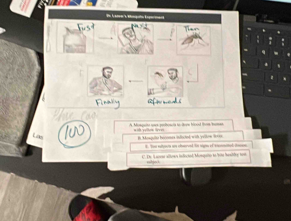 a
A.Mosquito uses proboseis to draw blood from Iman
with yellow fever.
Las
B. Mosquito becomes infected with yellow fever.
E. Test subyects are observed for signs of transmitted disease.
C. Dr. Lazear allows infected Mosquito to bite healthy test
subject