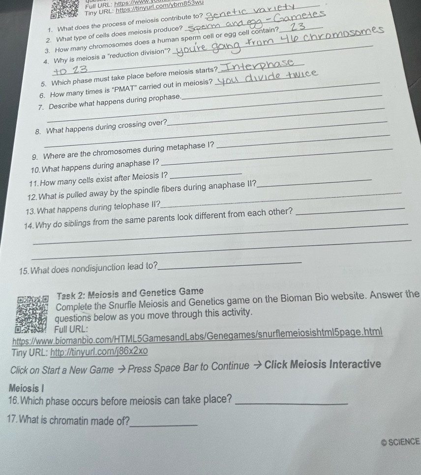 Full URL: https://www 
Tiny URL: https://tinyurl.com/ybm853wu_ 
1. What does the process of meiosis contribute to? 
_ 
2. What type of cells does meiosis produce? 
3. How many chromosomes does a human sperm cell or egg cell contain? 
_ 
4. Why is meiosis a “reduction division”? 
5. Which phase must take place before meiosis starts?_ 
_ 
_ 
6. How many times is "PMAT" carried out in meiosis? 
_ 
7. Describe what happens during prophase. 
_ 
8. What happens during crossing over? 
9. Where are the chromosomes during metaphase I? 
_ 
10. What happens during anaphase I? 
11. How many cells exist after Meiosis I?_ 
_ 
12. What is pulled away by the spindle fibers during anaphase II? 
13. What happens during telophase II? 
_ 
_ 
14. Why do siblings from the same parents look different from each other? 
_ 
15. What does nondisjunction lead to? 
_ 
Task 2: Meiosis and Genetics Game 
Complete the Snurfle Meiosis and Genetics game on the Bioman Bio website. Answer the 
questions below as you move through this activity. 
Full URL: 
https://www.biomanbio.com/HTML5GamesandLabs/Genegames/snurflemeiosishtml5page.html 
Tiny URL: http://tinyurl.com/j86x2xo 
Click on Start a New Game →Press Space Bar to Continue → Click Meiosis Interactive 
Meiosis I 
16. Which phase occurs before meiosis can take place?_ 
17. What is chromatin made of?_ 
© SCIENCE