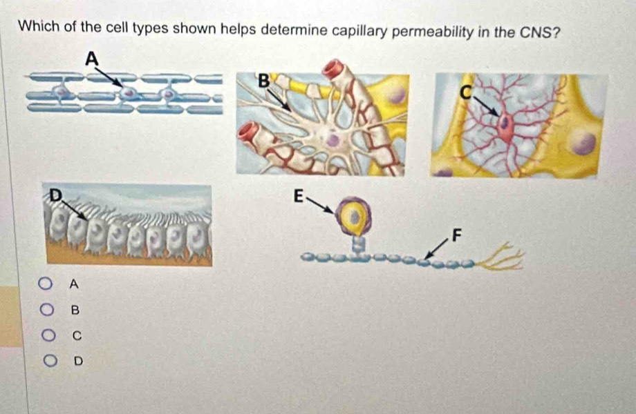 Solved: Which of the cell types shown helps determine capillary ...