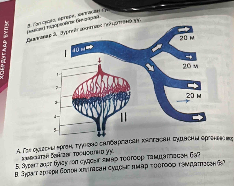 Γοл ас, артери, хялгасан су, 
2 スаалгаэ γγ. 
(μм/сек) τοдорхοйπκ бичззрэй. 
A. Гол судасны ерген, туунээс салбарласан хялгаеес ямаг 
χэмжзэтзй байгааг тооцоолно уу. 
Б. Зурагт аорт буюу гол судсыг ямар тоогоор тэмдэглэсэн бэ? 
В. Зурагт артери болон хялгасан судсыг ямар тоогоор тэмдэглэсэн б