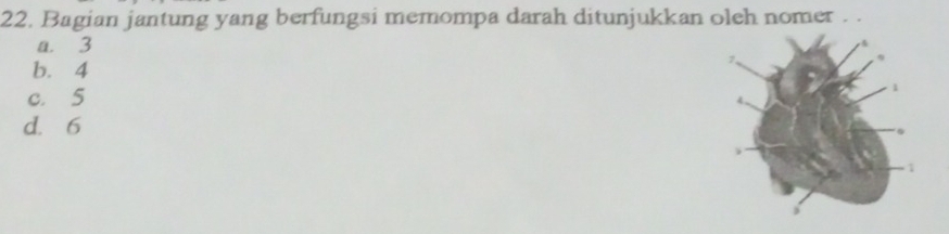 Bagian jantung yang berfungsi memompa darah ditunjukkan oleh nomer . .
a. 3
b. 4
c. 5
d. 6