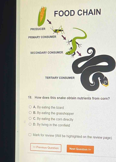 FOOD CHAIN
PRODUCER
PRIMARY CONSUMER
SECONDARY CONSUMER
TERTIARY CONSUMER
18. How does this snake obtain nutrients from corn?
A. By eating the lizard
B. By eating the grasshopper
C. By eating the corn directly
D. By living in the cornfield
Mark for review (Will be highlighted on the review page)
<< Previous Question Next Question >>