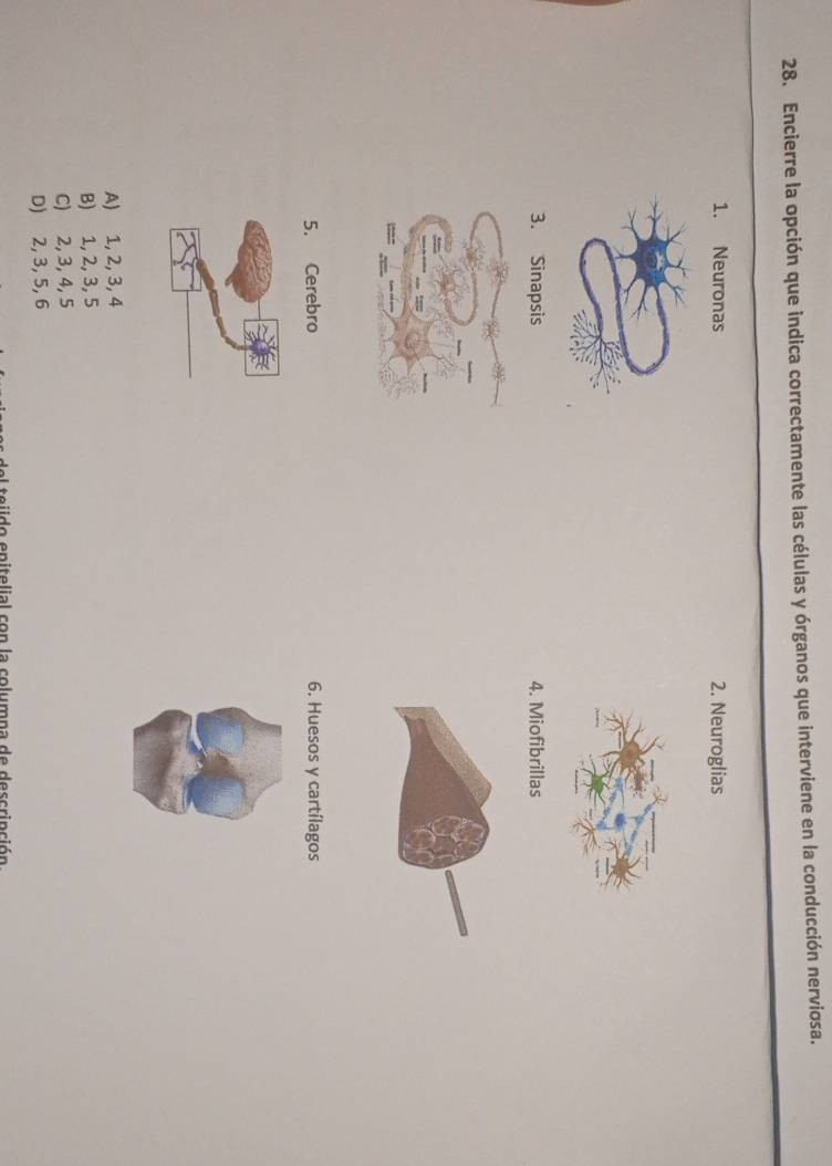 Encierre la opción que indica correctamente las células y órganos que interviene en la conducción nerviosa.
1. Neuronas 2. Neuroglias
3. Sinapsis 4. Miofibrillas
5. Cerebro 6. Huesos y cartílagos
A) 1, 2, 3, 4
B) 1, 2, 3, 5
C) 2, 3, 4, 5
D) 2, 3, 5, 6
ta i de enitolial con la columna de dececinció n