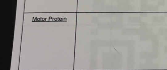 Motor Protein