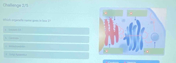 Challenge 2/5
Which organelle name goes in box 2?
a Smooth CR
b. Centriple
c. Mitochandrion
d Goigi Apparatus