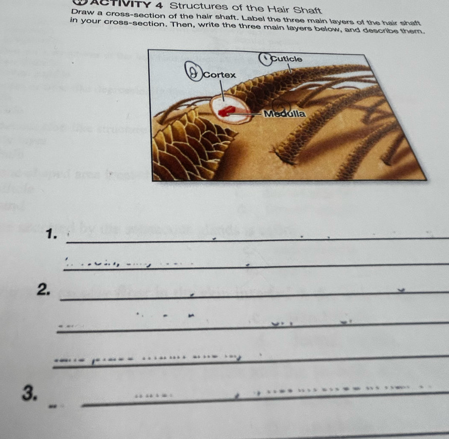 DAcTITY 4 Structures of the Hair Shaft 
Draw a cross-section of the hair shaft. Label the three main layers of the hair shaft 
in your cross-section. Then, write the three main layers below, and describe them. 
1._ 
_ 
2._ 
_ 
_ 
_ 
_ 
_ 
_ 
_ 
3. 
_ 
_