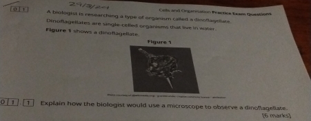 Colls and Orjanisation Practice Exam Questions 
[ 0 ] 1 A biologist is researching a type of organism called a dinoflagellate. 
Dinoflagellates are single-celled organisms that live in water. 
Figure 1 shows a dinoflagellate 
0 1 T Explain how the biologist would use a microscope to observe a dinoflagellate. 
[6 marks]