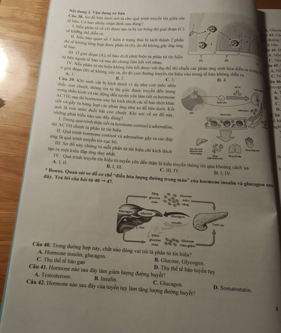 Nội dung 2. Vận dụng cơ bản
Câu 38. Sơ đồ bên dưới mô tả cho quá trình truyền tin giữa cá
tế bào. Có bao nhiêu nhận định sau đủng?
l. Nều phân tử số (4) được tạo ra bị sai hóng thì giai đoạn (C. Gluca
sẽ không thể diễn ra.
43. Cá
H. Nếu bào quan số 5 luôn ở trạng thái bị tách thành 2 phầndường
thi sẽ không tổng hợp được phân tử (6), do đó không gây đáp ứngA.Não
tế bào.
u 44. D
III. Ở giai đoạn (A), tế bảo đích phát hiện ra phân tử tín hiệu
A. Nôn
từ bēn ngoài tế bào và sau đó chúng liên kết với nhau. C. Nội
IV. Nều phân tử tín hiệu không liên kết được với thụ thể thì chuỗi các phản ứng sinh hóa diễn ra trong ầu 45.
A. Nà
ở giai đoạn (B) sẽ không xây ra, do đó con đường truyền tín hiệu vào trong tế bảo không diễn ra C. N
A. 1. B. 2.
C. 3. D. 4.
âu 46
Câu 39. Khi sinh vật bị kích thích ví dụ như con mèo nhìnlycog
thấy con chuột, thông tin từ thị giác được truyền đến trung
A. 
ương thần kinh và tác động đến tuyển yên làm tiết ra hormone
B.
ACTH, sau đó hormone này lại kích thích các tế bào đích khác
C.
tiết và gây ra hàng loạt các phản ứng như sơ đồ bên dưới. Kết
D.
quả là con mèo đuổi bắt con chuột. Khi nói về sơ đồ này,
Câu
những phát biểu nào sau đây đùng?
è bà
I. Trong quá trinh thận tiết ra hormone cortisol à adrenaline,
nghi
thì ACTH chính là phân tử tín hiệu.
II. Quá trình hormone cortisol và adrenaline gây ra các đáp
ứng là quá trình truyền tin cục bộ.th
III. Sơ đồ này chứng tỏ mỗi phân tử tín hiệu chỉ kích thích 
tạo ra một kiểu đáp ứng duy nhất.
IV. Quá trình truyền tín hiệu từ tuyến yên đến thận là kiểu truyền thông tin qua khoảng cách xa.
A. l, II. B. I, III. C. III, IV.
D. l, IV.
* Bonus. Quan sát sơ đồ cơ chế “điều hòa lượng đường trong máu” của hormone insulin và glucogon sau
đây. Trã lời câu hỏi từ 40to 4 7.
Câu 40. Trong đường hợp này,ào đóng vai trò là phân tử tín hiệu?
A. Hormone insulin, glucagon. B. Glucose, Glycogen.
C. Thụ thể tế bào gan
Câu 41. Hormone nào sau đây làm giảm lượng đường huyết? D. Thụ thể tế bào tuyến tụy
A. Testosterone. B. Insulin. C. Glucagon. D. Somatostatin.
Câu 42. Hormone nào sau đây của tuyến tụy làm tăng lượng đường huyết?
8