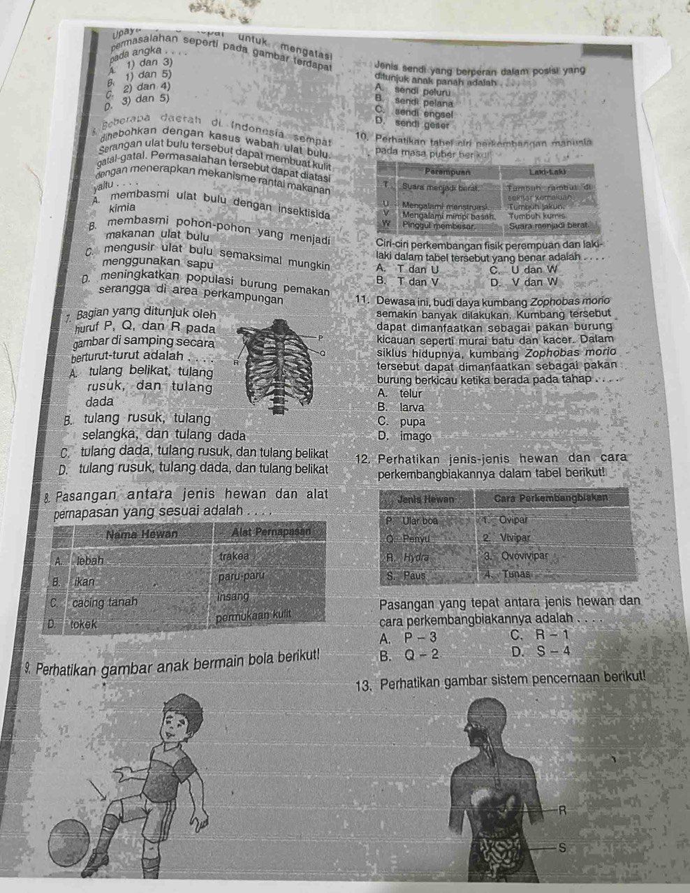 untuk mengalas
bada angka . .  
permasalahan sepertí pada gambar terdapa Jenis sendi yang berperan dalam posist yang
1) dan 3)
B 1) dân 5)
ditunjuk anak panah adaiah .
D. 3) dan 5). 2) dan 4)
A. sendi peluru
B. sendi pelana
C. sendi engsel
D. sendi geser
Beberapa daerah dl Indonesía sempar
10. Perbatikan tabel nirf perkembangan manusia
dihebohkan dengan kasus wabah ulat bulu  pada masa puber he 
Serangan ulat bulu tersebut dapat membuat kulir
gatal-gatal. Permasalahan tersebut dapat diatasi
dengan menerapkan mekanisme rantai makanan
yaitu . . .
kimia
A. membasmi ulat bulu dengan insektisida
makanan ulat bulu
B. membasmi pohon-pohon yang menjadi Ciri-ciri perkembangan fisik perempuan dan laki-
laki dalam tabel tersebut yang benar adalah
C. mengusir ulat bulu semaksimal mungkin A. T dan U C. U dan W
menggunakan sapu
B. T dan V D. V dan W
D. meningkatkan populasi burung pemakan
serangga di area perkampungan
11. Dewasa ini, budi daya kumbang Zophobas morio
Bagian yang ditunjuk olehsemakin banyak dilakukan, Kumbang tersebut
huruf P, Q, dan R padadapat dimanfaatkan sebagai pakan burung .
gambar di samping secarakicauan seperti murai batu dan kacer. Dalam
berturut-turut adalahsiklus hidupnya, kumbang Zophobas morio
A. tulang belikat, tulang tersebut dapat dimanfaatkan sebagai pakan
burung berkicau ketika berada pada tahap . .
rusuk, dan tulang A. telur
dadaB. larva
B. tulang rusuk, tulangC. pupa
selangka, dan tulang dada D. imago
C. tulang dada, tulang rusuk, dan tulang belikat 12. Perhatikan jenis-jenis hewan dan cara
D. tulang rusuk, tulang dada, dan tulang belikat perkembangbiakannya dalam tabel berikut!
& Pasangan antara jenis hewan dan alat
napasan yang sesuai adalah
Pasangan yang tepat antara jenis hewan dan
cara perkembangbiakannya adalah .
A. P-3 C. R-1
9. Perhatikan gambar anak bermain bola berikut! B. Q-2 D. S-4
13. Perhatikan gambar sistem pencernaan berikut!