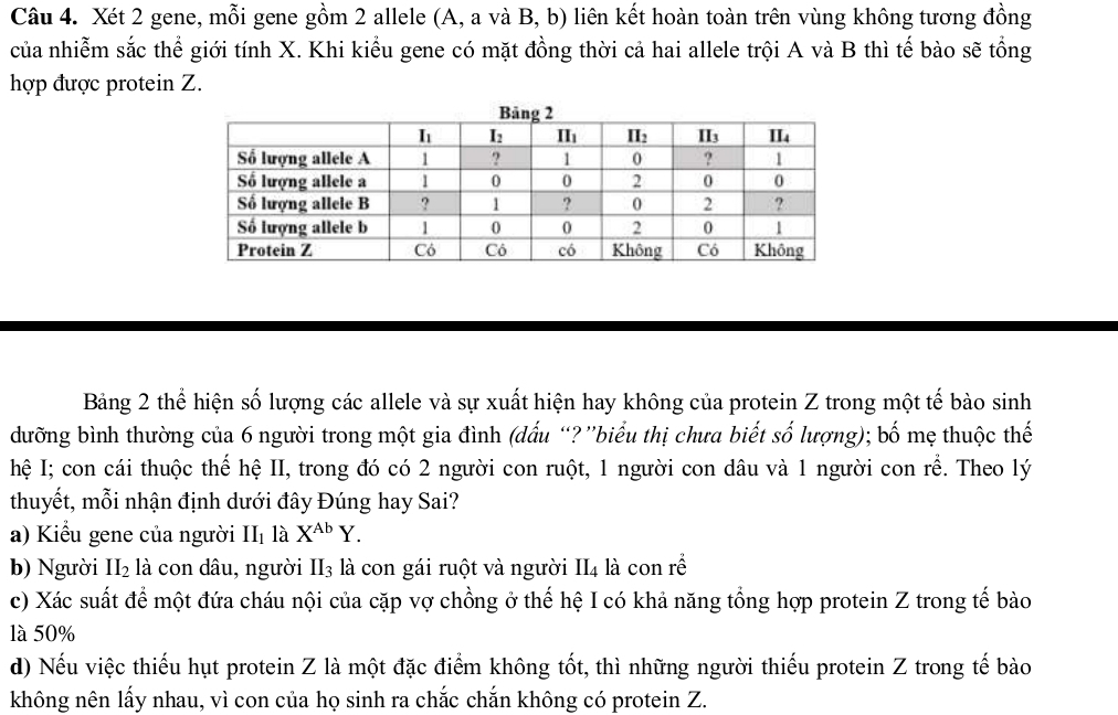 Xét 2 gene, mỗi gene gồm 2 allele (A, a và B, b) liên kết hoàn toàn trên vùng không tương đồng
của nhiễm sắc thể giới tính X. Khi kiểu gene có mặt đồng thời cả hai allele trội A và B thì tế bào sẽ tổng
hợp được protein Z.
Bảng 2 thể hiện số lượng các allele và sự xuất hiện hay không của protein Z trong một tế bào sinh
dưỡng bình thường của 6 người trong một gia đình (dấu “? ”biểu thị chưa biết số lượng); bố mẹ thuộc thế
hệ I; con cái thuộc thế hệ II, trong đó có 2 người con ruột, 1 người con dâu và 1 người con rể. Theo lý
thuyết, mỗi nhận định dưới đây Đúng hay Sai?
a) Kiểu gene của người II_1 là X^(Ab)Y.
b) Người II_2 là con dâu, người II_3 là con gái ruột và người 12 4 là con rề
c) Xác suất để một đứa cháu nội của cặp vợ chồng ở thế hệ I có khả năng tổng hợp protein Z trong tế bào
là 50%
d) Nếu việc thiếu hụt protein Z là một đặc điểm không tốt, thì những người thiếu protein Z trong tế bào
không nên lấy nhau, vì con của họ sinh ra chắc chắn không có protein Z.