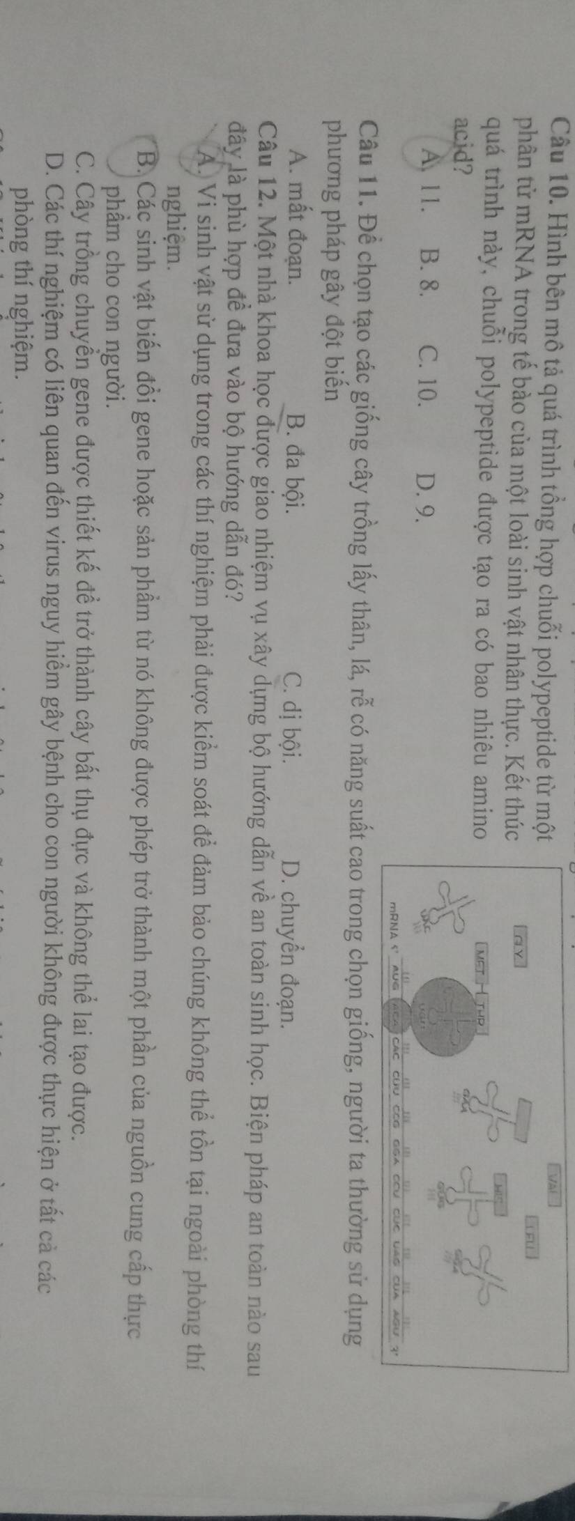 Hình bên mô tả quá trình tổng hợp chuỗi polypeptide từ một
phân tử mRNA trong tế bào của một loài sinh vật nhân thực. Kết thú
quá trình này, chuỗi polypeptide được tạo ra có bao nhiêu amin
acid?
A. 11. B. 8. C. 10. D. 9.
Câu 11. Để chọn tạo các giống cây trồng lấy thân, lá, rễ có năng su
phương pháp gây đột biến
A. mất đoạn. B. đa bội. C. dị bội. D. chuyển đoạn.
Câu 12. Một nhà khoa học được giao nhiệm vụ xây dựng bộ hướng dẫn về an toàn sinh học. Biện pháp an toàn nào sau
đây là phù hợp để đưa vào bộ hướng dẫn đó?
A. Vi sinh vật sử dụng trong các thí nghiệm phải được kiểm soát để đảm bảo chúng không thể tồn tại ngoài phòng thí
nghiệm.
B. Các sinh vật biến đồi gene hoặc sản phầm từ nó không được phép trở thành một phần của nguồn cung cấp thực
phẩm cho con người.
C. Cây trồng chuyển gene được thiết kế để trở thành cây bất thụ đực và không thể lai tạo được.
D. Các thí nghiệm có liên quan đến virus nguy hiểm gây bệnh cho con người không được thực hiện ở tất cả các
phòng thí nghiệm.