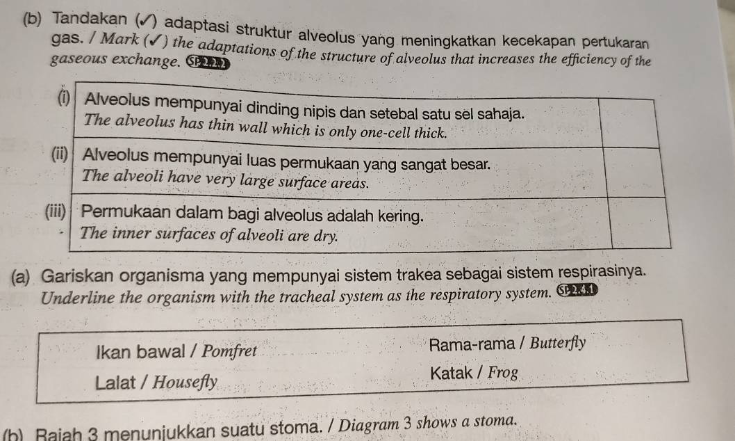 Tandakan (√) adaptasi struktur alveolus yang meningkatkan kecekapan pertukaran
gas. / Mark (✓) the adaptations of the structure of alveolus that increases the efficiency of the
gaseous exchange. Su
(a) Gariskan organisma yang mempunyai sistem trakea sebagai sistem respirasinya.
Underline the organism with the tracheal system as the respiratory system. CK
Ikan bawal / Pomfret Rama-rama / Butterfly
Lalat / Housefly Katak / Frog
(b) Rajah 3 menunjukkan suatu stoma. / Diagram 3 shows a stoma.