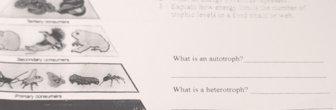 Explain how energy 
trophic levels in a food chain or we . 
Temary coneumers 
Secondary comsumers What is an autotroph? 
_ 
_ 
What is a heterotroph? 
Primary consumers 
_