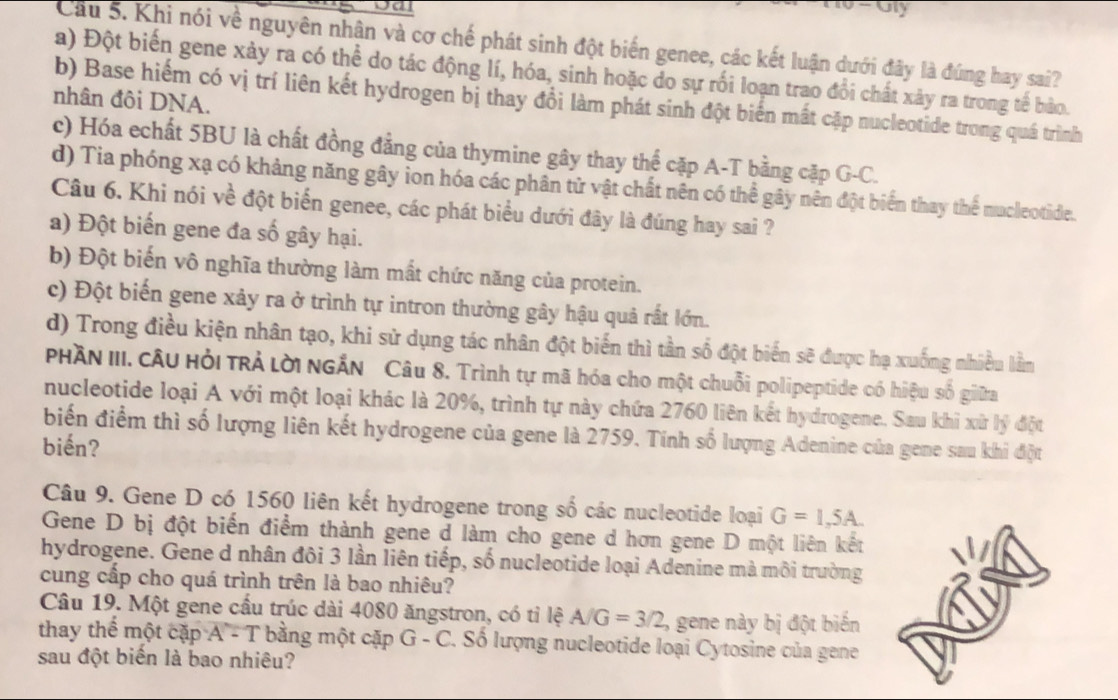 Jly
Cầu 5. Khi nói về nguyên nhân và cơ chế phát sinh đột biến genee, các kết luận dưới đây là đúng hay sai?
a) Đột biến gene xảy ra có thể do tác động lí, hóa, sinh hoặc do sự rối loạn trao đổi chất xảy ra trong tế bảo.
nhân đôi DNA.
b) Base hiểm có vị trí liên kết hydrogen bị thay đổi làm phát sinh đột biển mất cặp nucleotide trong quá trình
c) Hóa echất 5BU là chất đồng đẳng của thymine gây thay thể cặp A-T bằng cặp G-C.
d) Tia phóng xạ có khảng năng gây ion hóa các phân tử vật chất nên có thể gây nên đột biển thay thể nucleotide.
Câu 6. Khi nói về đột biển genee, các phát biểu dưới đây là đúng hay sai ?
a) Đột biến gene đa số gây hại.
b) Đột biến vô nghĩa thường làm mất chức năng của protein.
c) Đột biến gene xảy ra ở trình tự intron thường gây hậu quả rất lớn.
d) Trong điều kiện nhân tạo, khi sử dụng tác nhân đột biến thì tần số đột biến sẽ được hạ xuống nhiều lầm
PhầN III. câu hỏi trả lời ngắn Câu 8. Trình tự mã hóa cho một chuỗi polipeptide có hiệu số giữa
nucleotide loại A với một loại khác là 20%, trình tự này chứa 2760 liên kết hydrogene. Sau khi xử lý đột
biến điểm thì số lượng liên kết hydrogene của gene là 2759. Tính số lượng Adenine của gene sau khi đột
biến?
Câu 9. Gene D có 1560 liên kết hydrogene trong số các nucleotide loại G=1,5A.
Gene D bị đột biến điểm thành gene d làm cho gene d hơn gene D một liên kết
hydrogene. Gene d nhân đôi 3 lần liên tiếp, số nucleotide loại Adenine mà môi trường
cung cấp cho quá trình trên là bao nhiêu?
Câu 19. Một gene cầu trúc dài 4080 ăngstron, có tỉ lệ A/G=3/2 % gene này bị đột biến
thay thế một cặp A - T bằng một cặp G - C. Số lượng nucleotide loại Cytosine của gene
sau đột biến là bao nhiêu?