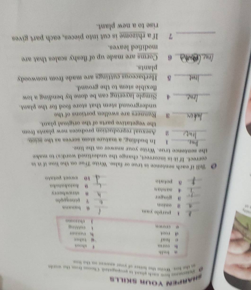 SHARPEN YOUR SKILLS 
0 Astermins how each plant is propagated. Chooss from the words 
in the has. Write the letter of your answer on the line 
a bulh 
b earm f shot 
e leaf tuber 
d root runner 
e erawn sutting 
rhizams 
nalty 
I purple yam 
onion 
_a hanana 
ā ginger 
_ 
7 pineapple 
8 strawberry 
4 santan 
B katakataka 
ā potato 
10 sweet potato 
@ Tell if each sentence is true or false. Write True on the line if it is 
correct. If it is incorrect, change the underlined word(s) to make 
the sentence true. Write your answer on the line. 
_I In budding, a mature stem serves as the scion. 
_2 Asexual reproduction produces new plants from 
the vegetative parts of the original plant. 
_a Runners are swollen portions of the 
underground stem that store food for the plant. 
_4 Simple layering can be done by bending a low 
flexible stem to the ground. 
_5 Herbaceous cuttings are made from nonwoody 
plants. 
_6 Corms are made up of fleshy scales that are 
modified leaves. 
_7 If a rhizome is cut into pieces, each part gives 
rise to a new plant.