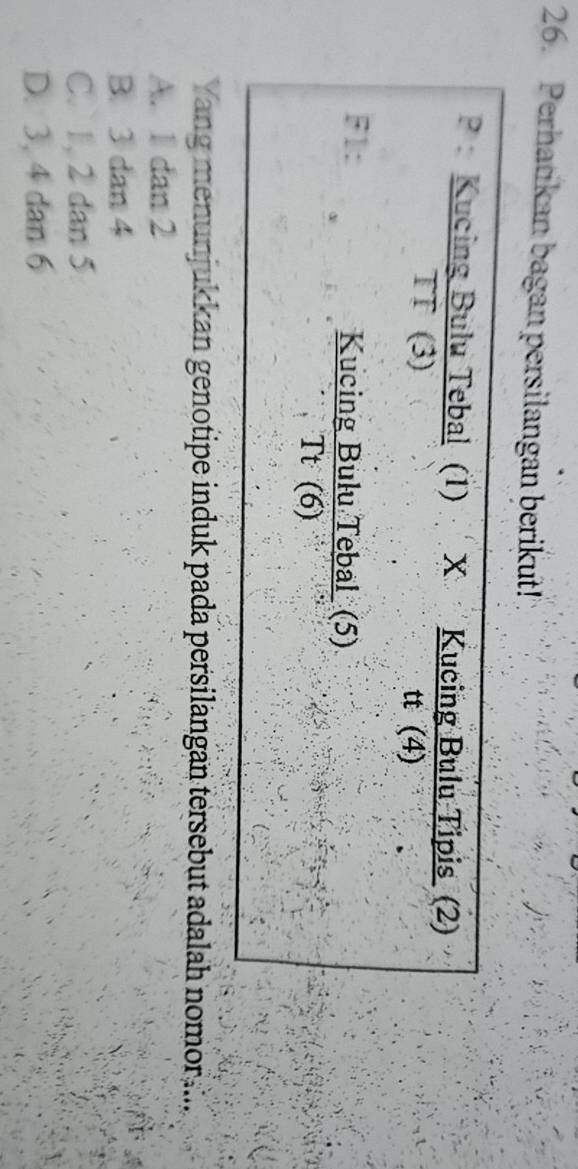 Perhatikan bagan persilangan berikut!
Kucing Bulu Tebal (1) X Kucing Bulu Tipis (2)
TT (3) tt (4)
F1: Kucing Bulu Tebal (5)
Tt (6)
Yang menunjukkan genotipe induk pada persilangan tersebut adalah nomors....
A. 1 dan 2
B. 3 dan 4
C. 1, 2 dan 5
D. 3, 4 dan 6