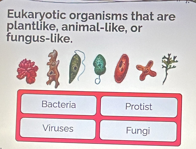 Eukaryotic organisms that are 
plantlike, animal-like, or 
fungus-like. 
Bacteria Protist 
Viruses Fungi