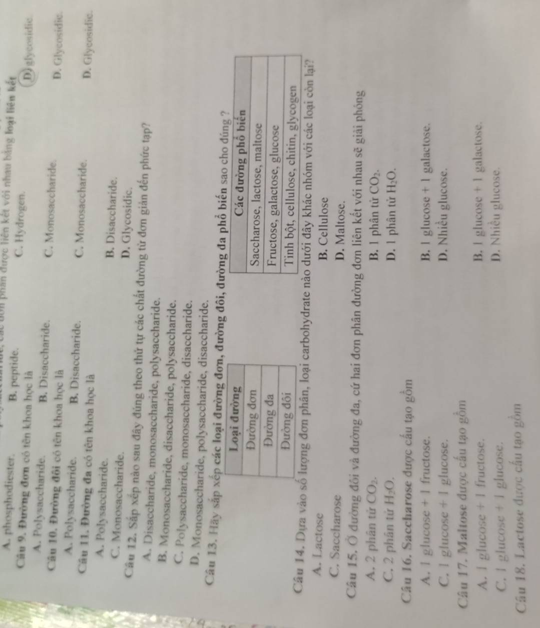 Các đớn phần được liên kết với nhau bảng loại liên kết
A. phosphodiester. B. peptide. C. Hydrogen.
Câu 9. Đường đơn có tên khoa học là D) glycosidic.
A. Polysaccharide. B. Disaccharide. C. Monosaccharide.
Câu 10. Đường đôi có tên khoa học là D. Glycosidic.
A. Polysaccharide. B. Disaccharide. C. Monosaccharide.
Câu 11. Đường đa có tên khoa học là D. Glycosidic.
A. Polysaccharide. B. Disaccharide.
C. Monosaccharide. D. Glycosidic.
Cầu 12. Sắp xếp nào sau đây đúng theo thứ tự các chất đường từ đơn giản đến phức tạp?
A. Disaccharide, monosaccharide, polysaccharide.
B. Monosaccharide, disaccharide, polysaccharide.
C. Polysaccharide, monosaccharide, disaccharide.
D. Monosaccharide, polysaccharide, disaccharide.
Câu 13. Hãy sắp xếp các loại đường đơn, đường đôi, đường đa phổ biến sao cho đúng ?
 
 
 
 
Câu 14. Dựa vào số lượng đơn phân, loại carbohydrate nào dưới đây khác nhóm với các loại còn lại?
A. Lactose B. Cellulose
C. Saccharose D. Maltose.
Câu 15. Ở đường đôi và đường đa, cứ hai đơn phân đường đơn liên kết với nhau sẽ giải phóng
A. 2 phân tử CO_2. B. 1 phân tử CO_2.
C. 2 phân tử H_2O. D. 1 phân tử H_2O.
Câu 16. Saccharose được cấu tạo gồm
A. 1 glucose + 1 fructose. B. l glucose + 1 galactose.
C. l glucose + 1 glucose. D. Nhiều glucose.
Câu 17. Maltose được cấu tạo gồm
A. l glucose + 1 fructose. B. l glucose +1 galactose.
C. l glucose + 1 glucose.
D. Nhiều glucose.
Câu 18. Lactose được cấu tạo gồm