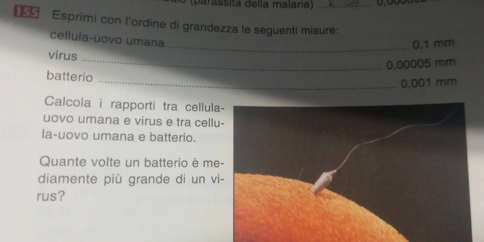 (parássita della malaria) _ 0,000
Esprimi con l'ordine di grandezza le seguenti misure: 
cellula-uovo umana 
_ 0,1 mm
_ 
virus
0,00005 mm
batterio 
_ 0,001 mm
Calcola i rapporti tra cellul 
uovo umana e virus e tra cellu 
la-uovo umana e batterio. 
Quante volte un batterio è me 
diamente più grande di un v 
rus?