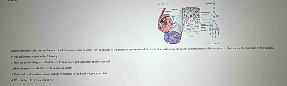 Spermatogenesis is the process by which haploid spermatozoa develop from germ cells in the seminiferous tubules of the testis. Spermatogonial stem cells undergo mitotic di the basement membrane of the tubules. 
In this assignment describe the following: 
1. How are primordial germ cells different from primary and secondary spermatocytes? 
2. How are spermatatids different from mature sperm? 
3. Draw and label a mature sperm. Include everything in the head, midpiece and tail. 
4. What is the role of the epididmyis?