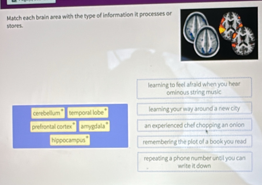 Match each brain area with the type of information it processes or
stores.
learning to feel afraid when you hear
ominous string music
cerebellum* temporal lobe* learning your way around a new city
prefrontal cortex* amygdala * an experienced chef chopping an onion
hippocampus* remembering the plot of a book you read
repeating a phone number until you can
write it down