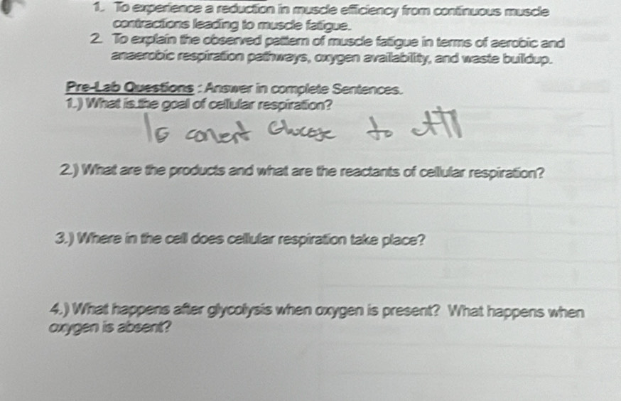 To experience a reduction in muscle efficiency from continuous muscle 
contractions leading to muscle faligue. 
2. To explain the observed pattern of muscle fatigue in terms of aerobic and 
anaerobic respiration pathways, oxygen availability, and waste buildup. 
Pre-Lab Questions : Answer in complete Sentences. 
1.) What is the goal of cellular respiration? 
2.) What are the products and what are the reactants of cellular respiration? 
3.) Where in the cell does cellular respiration take place? 
4.) What happens after glycolysis when oxygen is present? What happens when 
oxygen is absent?