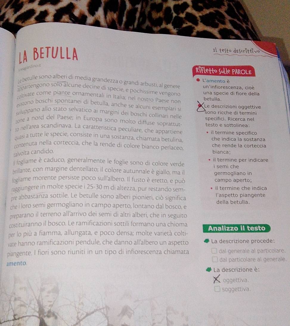 LA BETULLA
Il testo descrittivo
agiardinoit
Rifletto Sulle PAROLE
L'amento è
Le betulle sono alberi di media grandezza o grandi arbusti, al genere un'infiorescenza, cioè
appartengono solo alcune decine di specíe, e pochissime vengono una specie di fiore della
coltivate come piante ornamentali in Italia; nel nostro Paese non betulla.
esistono boschi spontanei di betulla, anche se alcuni esemplari si Le descrizioni oggettive
a
iluppano allo stato selvatico ai margini dei boschi collinari nelle sono ricche di termini
zone a nord del Paese; in Europa sono molto diffuse soprattut specifici. Ricerca nel
testo e sottolinea:
to nell'area scandinava. La caratteristica peculiare, che appartiene il termine specifico
quasi a tutte le specie, consiste in una sostanza, chiamata betulina che indica la sostanza
contenuta nella corteccia, che la rende di colore bianco perlaceo che rende la corteccia
talvolta candido. bianca;
il termine per indicare
Il fogliame è caduco, generalmente le foglie sono di colore verde i semi che
brillante, con margine dentellato; il colore autunnale è giallo, ma il germogliano in
fogliame morente persiste poco sull'albero. Il fusto è eretto, e può campo aperto;
raggiungere in molte specie i 25-30 m di altezza, pur restando sem- il termine che indica
pre abbastanza sottile. Le betulle sono alberi pionieri, ciò significa  l'aspetto piangente
della betulla.
che i loro semi germogliano in campo aperto, lontano dal bosco, e
preparano il terreno all’arrivo dei semi di altri alberi, che in seguito
costituiranno il bosco. Le ramificazioni sottili formano una chioma
per lo più a fiamma, allungata, e poco densa; molte varietà colti- Analizzo il testo
vate hanno ramificazioni pendule, che danno all’albero un aspetto  La descrizione procede:
piangente. I fiori sono riuniti in un tipo di infiorescenza chiamata dal generale al particolare.
amento. dal particolare al generale.
La descrizione è:
、 oggettiva.
soggettiva.