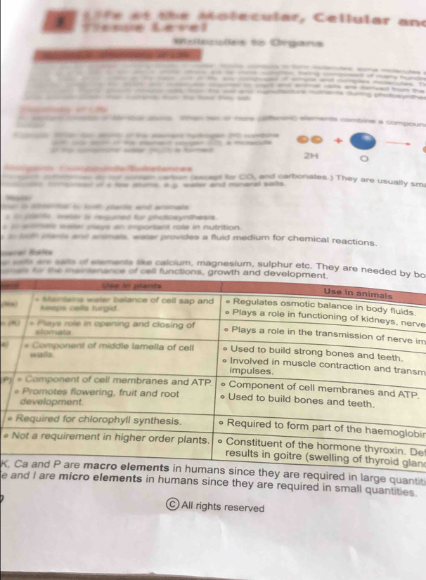 a t t e Mo l e cular, Cellular and 
esiecslas to Orgara 
do or maas mra medtas e 
o w er ar e a ccoreee o arp he 
i te copoo o sore a npo me 
a oe to goud and aosmad wate and theount troen t 
mem woorw mot man td wohens fraiscertae mamu is torng phatory the 
tn ta a tay n 

o o o s sboe 0 s o mee cofemeo elements combine a compoun 
e + 
a m sdde de tt 
2H 。 
r o t de B d tamc ae 
cotee se sut cnón cefeón pset Rar CO and carbonates.) They are usually sm 
coocon in s s stome a g sater and moneral salts 
s lo ad ou tot gterde aió aanae 
l c ate én er le regumed for photoeyrthesis . 
t wele pse an smportant role in nutrition. 
s in soth mants and arsmels, water provides a fluid medium for chemical reactions. 
sele are salls of elements tihke calcium, magnesium, sulphur etc. They are needed bbo 
anae by the maintenance of cell functions, growth and de 
rve 
μ( im 
sm 
P). 
bir 
● De 
an 
K.equired in large quantit 
e d I are micro elements in humans since they are required in small quantities . 
C) All rights reserved