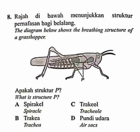 Rajah di bawah menunjukkan struktur
pernafasan bagi belalang.
The diagram below shows the breathing structure of
a grasshopper.
Apakah struktur P?
What is structure P?
A Spirakel C Trakeol
Spiracle Tracheole
B Trakea D Pundi udara
Trachea Air sacs