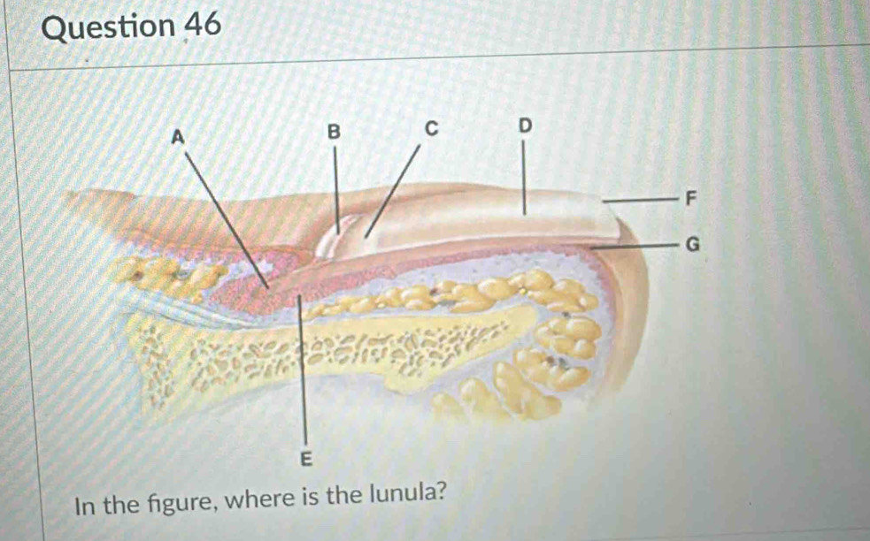 In the figure, where is the lunula?