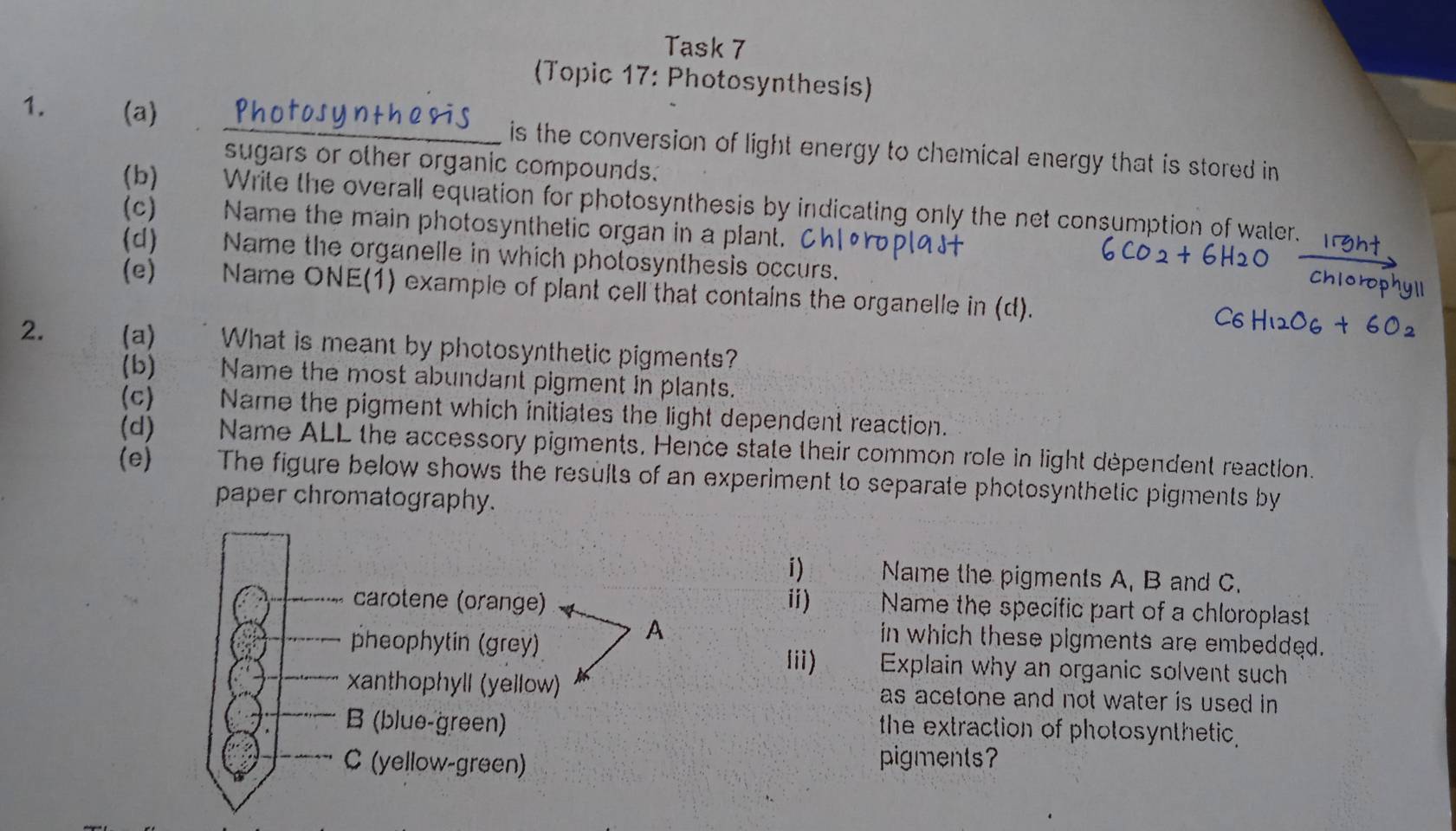 Task 7
(Topic 17: Photosynthesis)
1. (a) _ is the conversion of light energy to chemical energy that is stored in 
sugars or other organic compounds.
(b) Write the overall equation for photosynthesis by indicating only the net consumption of water.
(c) Name the main photosynthetic organ in a plant. Chl
(d) Name the organelle in which photosynthesis occurs.
(e) Name ONE(1) example of plant cell that contains the organelle in (d).
2. (a) What is meant by photosynthetic pigments?
(b) : Name the most abundant pigment in plants.
(c) Name the pigment which initiates the light dependent reaction.
(d) Name ALL the accessory pigments, Hence state their common role in light dépendent reaction.
(e) The figure below shows the results of an experiment to separate photosynthetic pigments by
paper chromatography.
i) Name the pigments A, B and C.
carotene (orange) ii) Name the specific part of a chloroplast
pheophytin (grey)
A
in which these pigments are embedded.
iii) Explain why an organic solvent such
xanthophyll (yellow) as acetone and not water is used in .
B (blue-green)
the extraction of photosynthetic,
C (yellow-green) pigments?