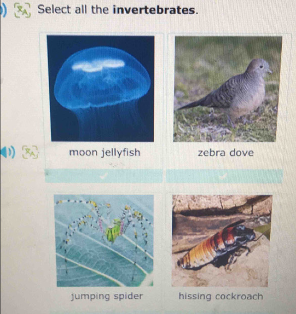 Select all the invertebrates.
moon jellyfish zebra dove
jumping spider hissing cockroach