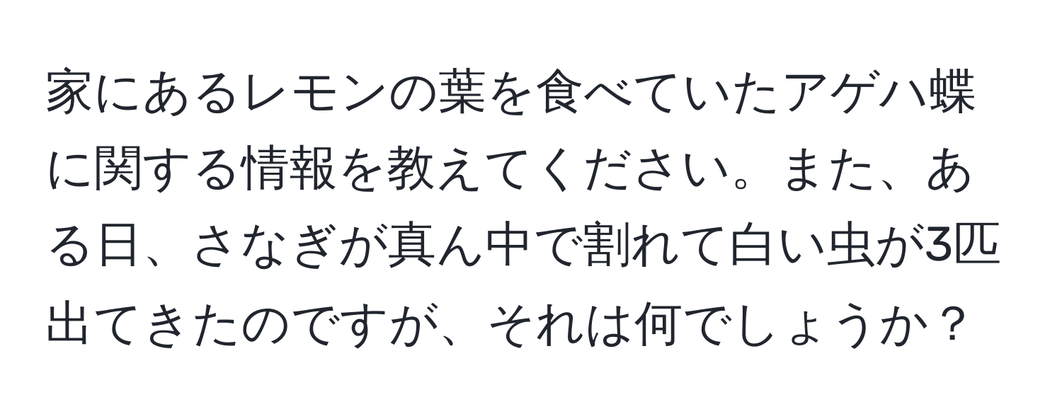 家にあるレモンの葉を食べていたアゲハ蝶に関する情報を教えてください。また、ある日、さなぎが真ん中で割れて白い虫が3匹出てきたのですが、それは何でしょうか？