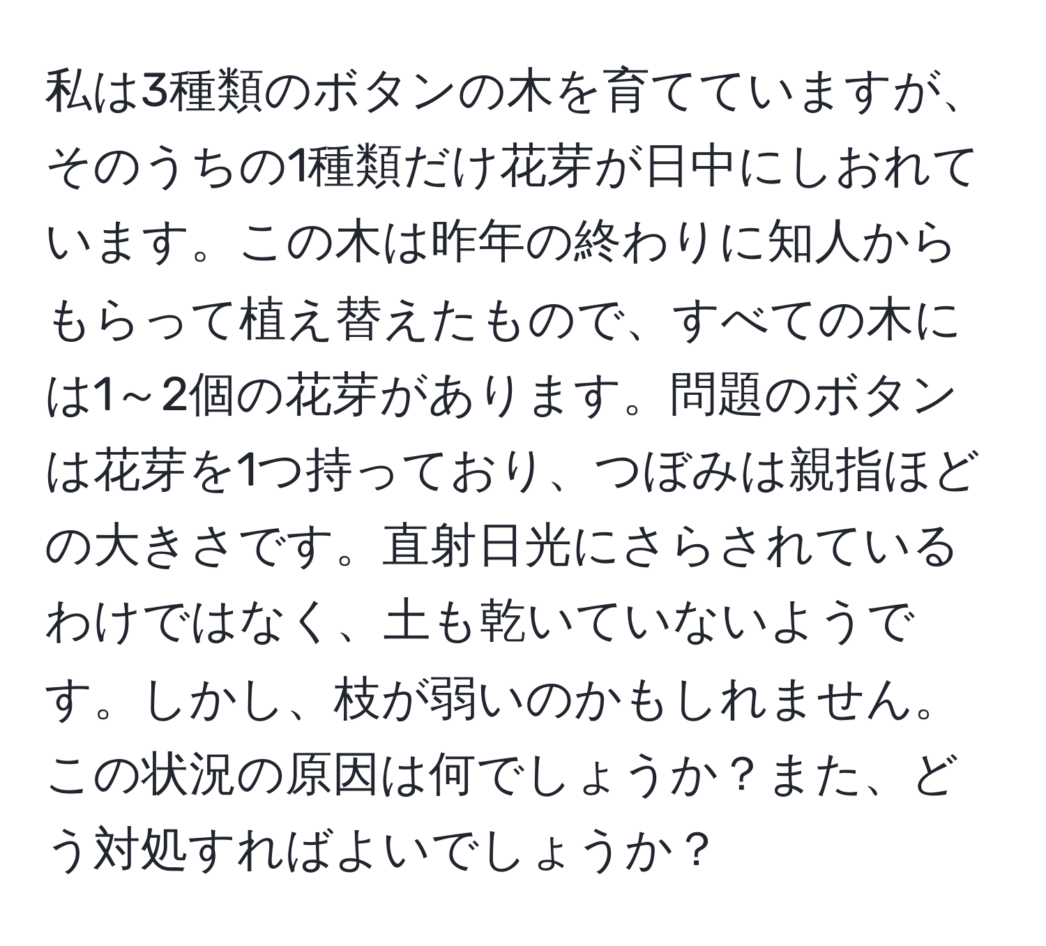 私は3種類のボタンの木を育てていますが、そのうちの1種類だけ花芽が日中にしおれています。この木は昨年の終わりに知人からもらって植え替えたもので、すべての木には1～2個の花芽があります。問題のボタンは花芽を1つ持っており、つぼみは親指ほどの大きさです。直射日光にさらされているわけではなく、土も乾いていないようです。しかし、枝が弱いのかもしれません。この状況の原因は何でしょうか？また、どう対処すればよいでしょうか？