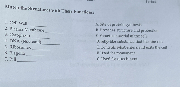 Period:
Match the Structures with Their Functions:
_
1. Cell Wall
A. Site of protein synthesis
_
2. Plasma Membrane B. Provides structure and protection
_
3. Cytoplasm C. Genetic material of the cell
4. DNA (Nucleoid) _D. Jelly-like substance that fills the cell
_
5. Ribosomes E. Controls what enters and exits the cell
6. Flagella_ F. Used for movement
_
7. Pili G. Used for attachment