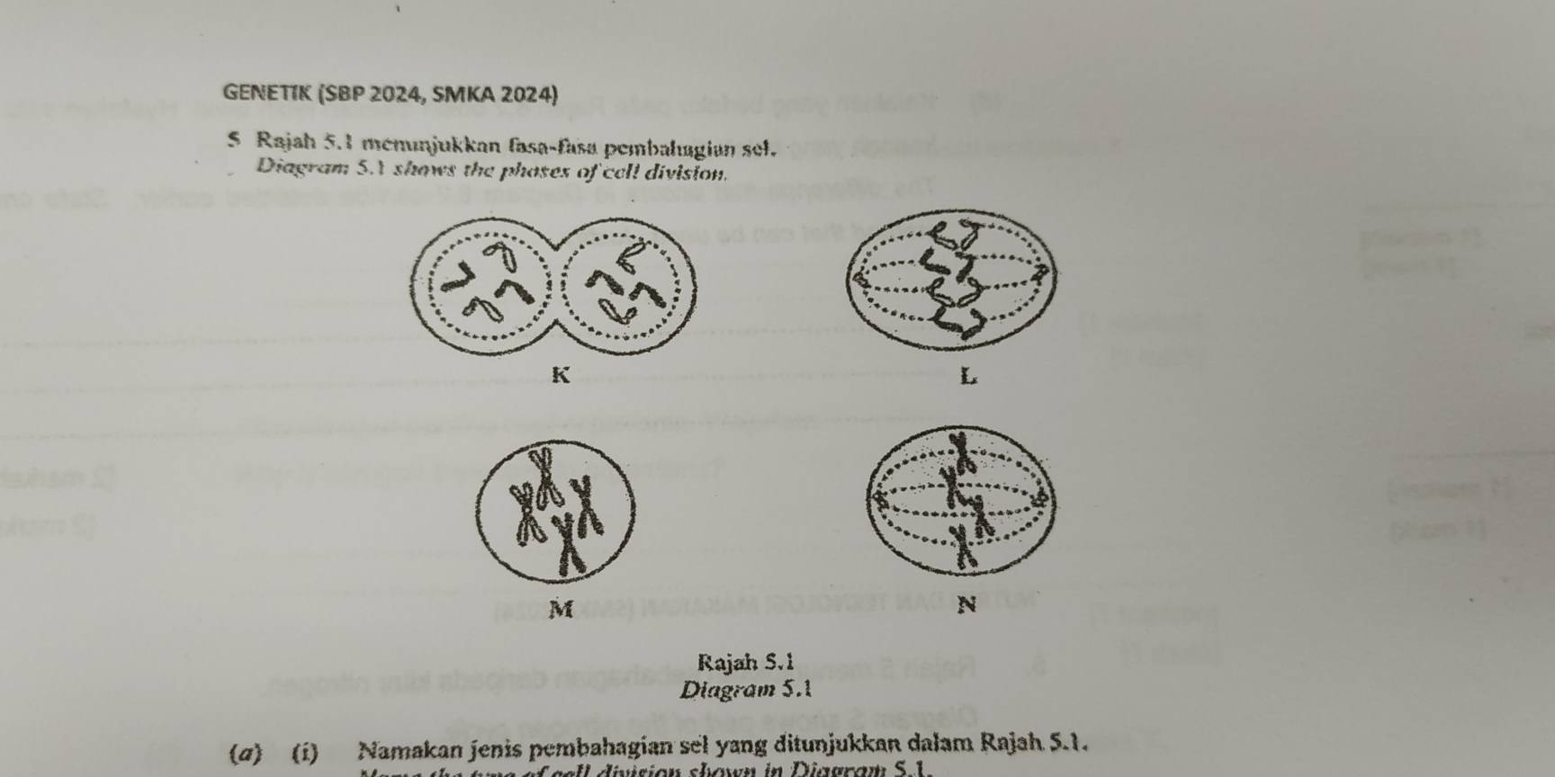 GENETIK (SBP 2024, SMKA 2024) 
5 Rajah 5.1 memunjukkan fasa-fasa pembahagian sel. 
Diagram S.Y shows the phoses of cell division.
K
L
M
N
Rajah S.1 
Diagram 5.1 
(σ) (i) Namakan jenis pembahagian sel yang ditunjukkan dalam Rajah 5.1. 
I division shown in Diagram S.1.