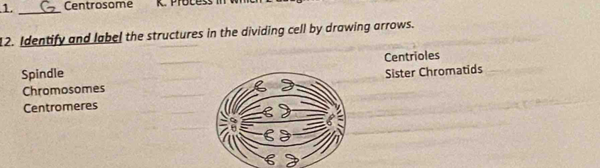Centrosome K. Proces
12. Identify and label the structures in the dividing cell by drawing arrows.
SpindleCentrioles
ChromosomesSister Chromatids
Centromeres